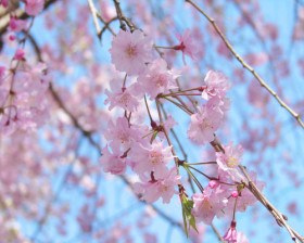 桜